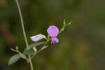 Downy milkpea